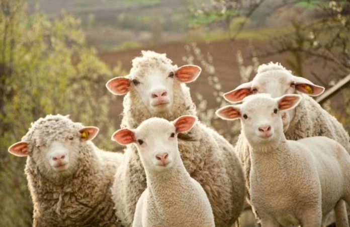 Овцы посетили офис «Новой газеты»