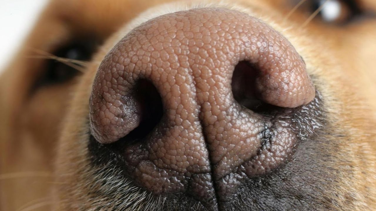Есть ли волосы в носу у собаки
