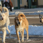 Правительство Ставропольского края предложило дополнить действующий закон еще одной причиной для умерщвления животного без владельца, которое содержится в п