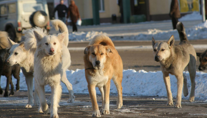Правительство Ставропольского края предложило дополнить действующий закон еще одной причиной для умерщвления животного без владельца, которое содержится в п