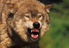В Цунтинском районе Дагестана вышедший из лесного массива волк напал на трех детей. Одного мальчика он покусал, второго загрыз насмерть