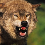 В Цунтинском районе Дагестана вышедший из лесного массива волк напал на трех детей. Одного мальчика он покусал, второго загрыз насмерть