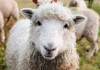 В Ингушетии появился первый цех, который будет заниматься переработкой овечьей шерсти. Предприятие уже начало работать в тестовом режиме.