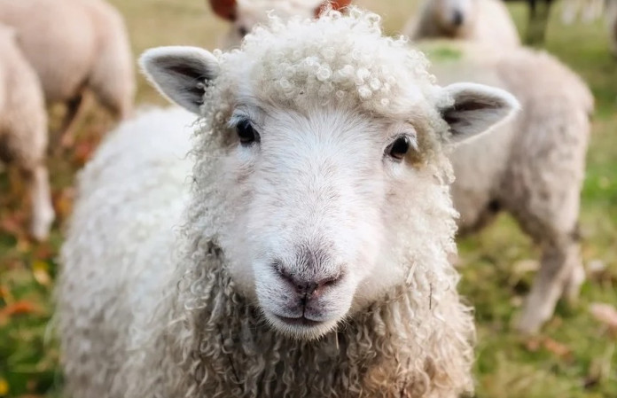 В Ингушетии появился первый цех, который будет заниматься переработкой овечьей шерсти. Предприятие уже начало работать в тестовом режиме.
