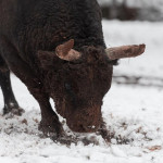 Среди бела дня 2 февраля на горнолыжную трассу сочинского курорта «Роза Хутор» выбежал большой черный бык. В это время там каталось много людей