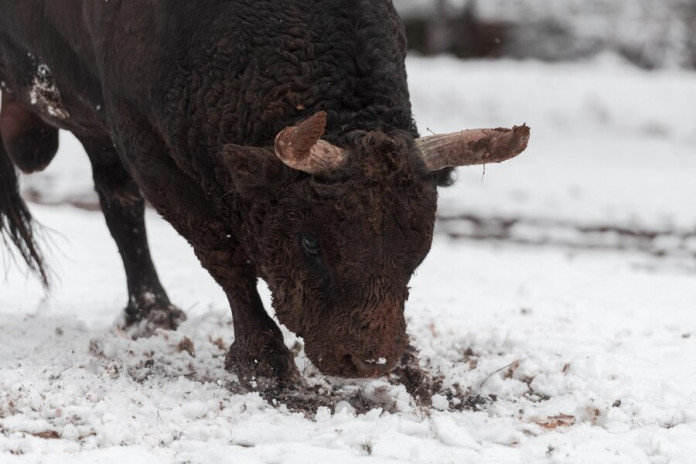 Среди бела дня 2 февраля на горнолыжную трассу сочинского курорта «Роза Хутор» выбежал большой черный бык. В это время там каталось много людей