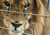 В Карачаево-Черкесии обнаружен незаконный зоопарк, который располагался прямо в частном доме. Там жили 30 хищных животных – львы, леопарды