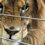 В Карачаево-Черкесии обнаружен незаконный зоопарк, который располагался прямо в частном доме. Там жили 30 хищных животных – львы, леопарды