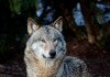 В регионе осталось только 12 волков. Об этом сообщает «Градньюс» со ссылкой на данные областного департамента охраны природы и природопользования. Сокращени
