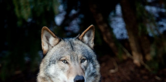 В регионе осталось только 12 волков. Об этом сообщает «Градньюс» со ссылкой на данные областного департамента охраны природы и природопользования. Сокращени