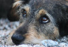 В Сочи строится первый в Краснодарском крае приют для домашних животных, которые остались без владельцев. Его возводят в Хостинском