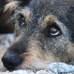 В Сочи строится первый в Краснодарском крае приют для домашних животных, которые остались без владельцев. Его возводят в Хостинском