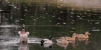 В Ставропольском крае опять произошла массовая гибель птиц. Трупы водоплавающих были обнаружены 17 и 19 августа на берегу озера Маныч в