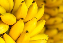 Экономист Александр Марчелов уверен, что стоимость бананов в российских магазинах скоро опустится до 100–120 рублей за килограмм. Эти слова приводит издание