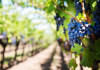 Фермеры на континенте начинают уничтожать виноградники из-за кризиса в отрасли виноделия. По информации Bloomberg, кризис, изменения в культуре употребления