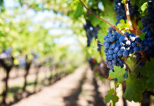 Фермеры на континенте начинают уничтожать виноградники из-за кризиса в отрасли виноделия. По информации Bloomberg, кризис, изменения в культуре употребления